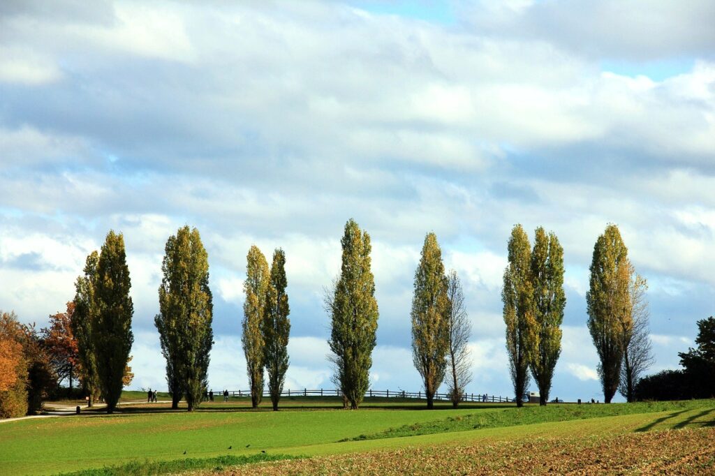 Pappel, Pappeln, Populus, Pappelallee