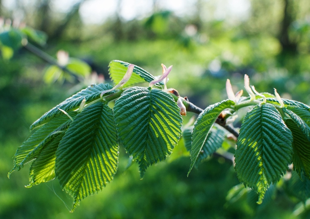 Ulme, Ulmen, Ulmenbaum, Ulmus, Ulmengewächse, UlmaceaeUlme, Ulmen pflanzen, Ulmengewächse, Ulmaceae