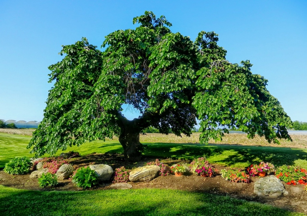 Ulme, Ulmen, Ulmenbaum, Ulmus, Ulmengewächse, Ulmaceae