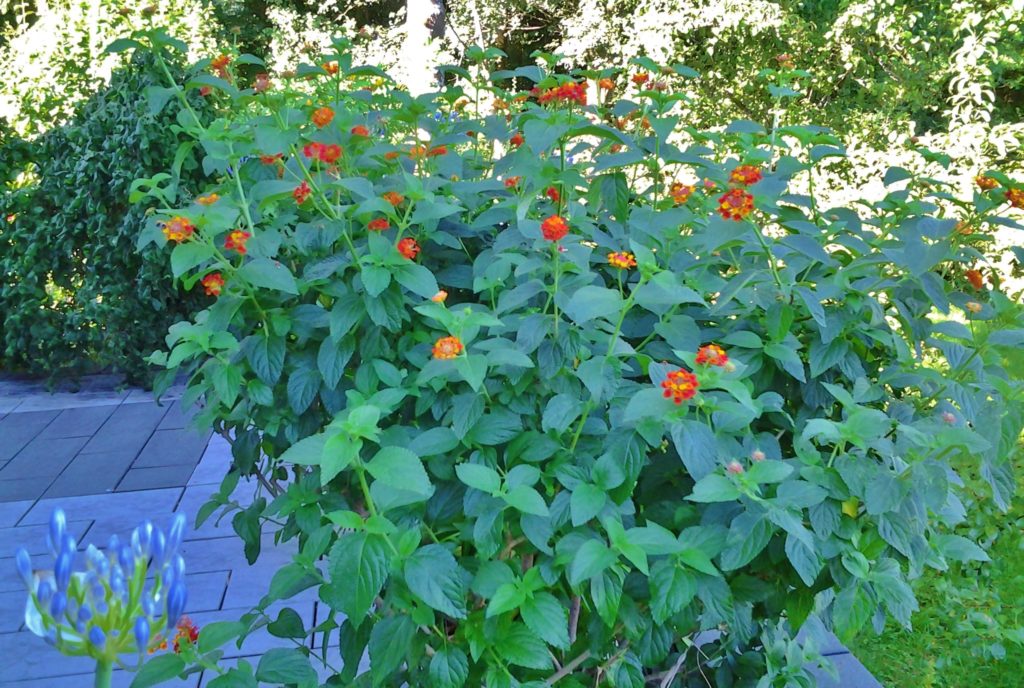 Wandelröschen, Lantana