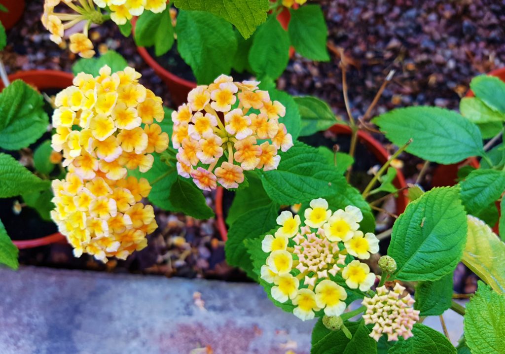 Wandelröschen, Lantana