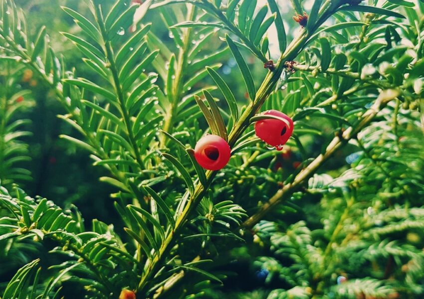 Eibe pflanzen, Eibengewächse, Taxaceae, Eibe, Eiben, Taxus