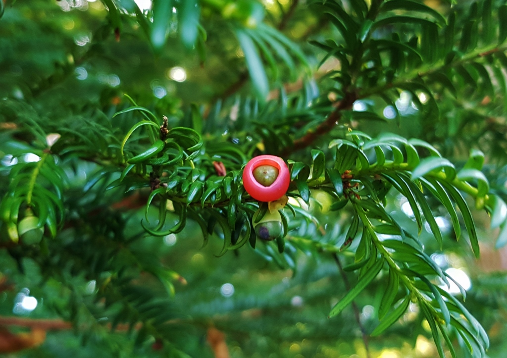 Eibengewächse, Taxaceae, Eibe, Eiben, Taxus