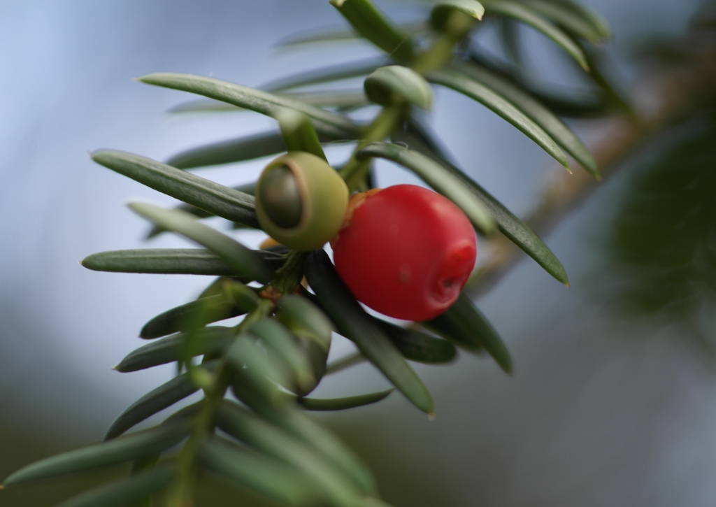 Eibengewächse, Taxaceae, Eibe, Eiben, Taxus