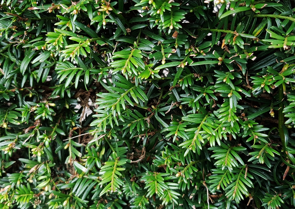 Eibe pflanzen, Eibe, Eiben, Taxus, Eibenhecke