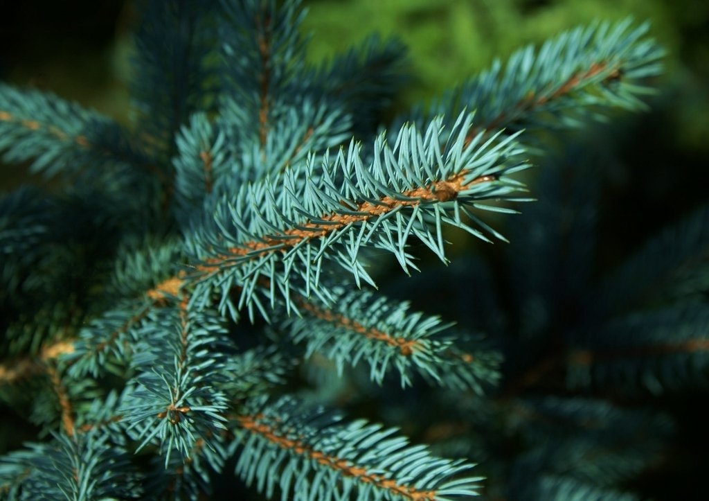 Fichte pflanzen, Fichte, Fichten, Picea, Fichtenbaum, Fichtenbäume, Fichtennadeln