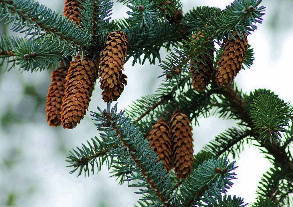 Fichte, Fichten, Picea, Fichtenbaum, Fichtenbäume, Fichtennadeln, Fichtenzapfen