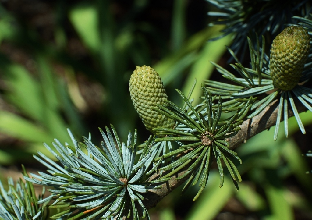 Fichte, Fichten, Picea, Fichtenbaum, Fichtenbäume, Fichtennadeln