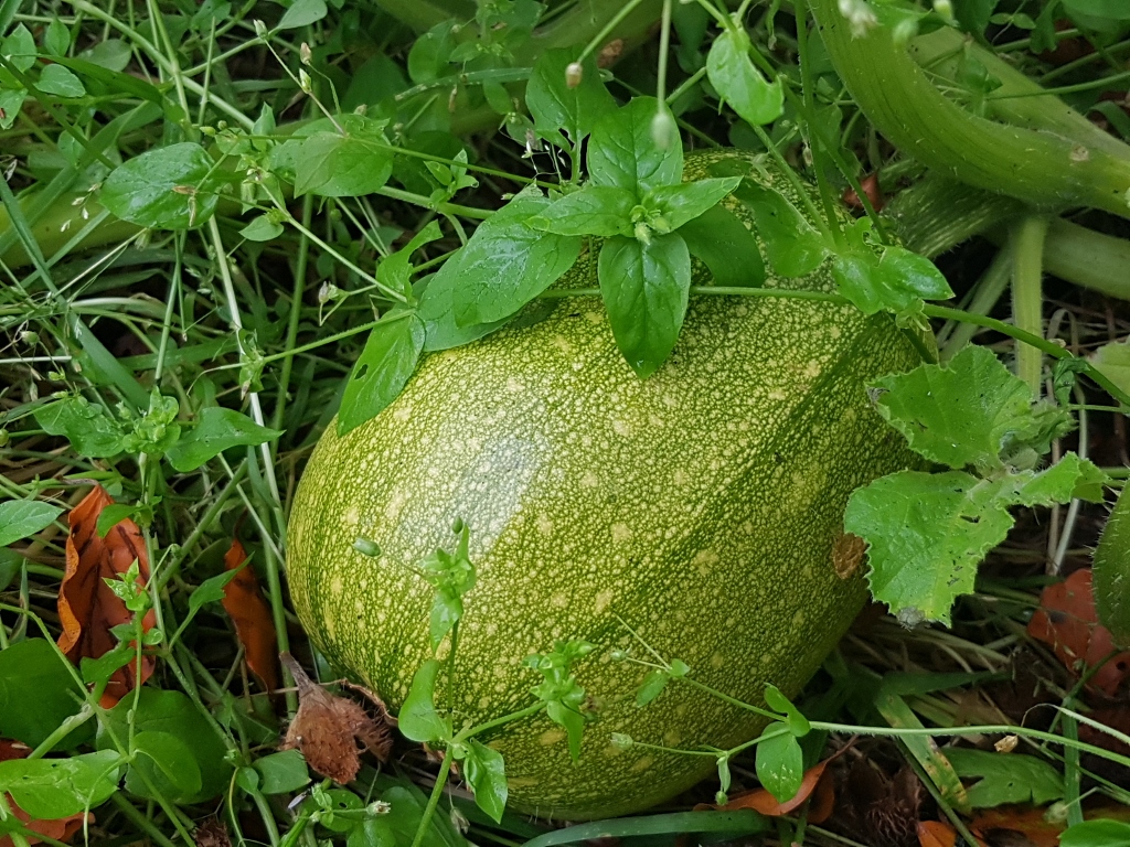 Kürbis, Kürbisse, Kürbisgewächse, Kürbisbeet, Wildkürbis