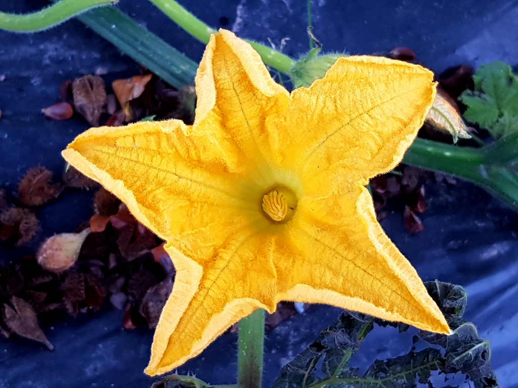 Kürbis, Kürbisse, Kürbisgewächse, Kürbisblüte