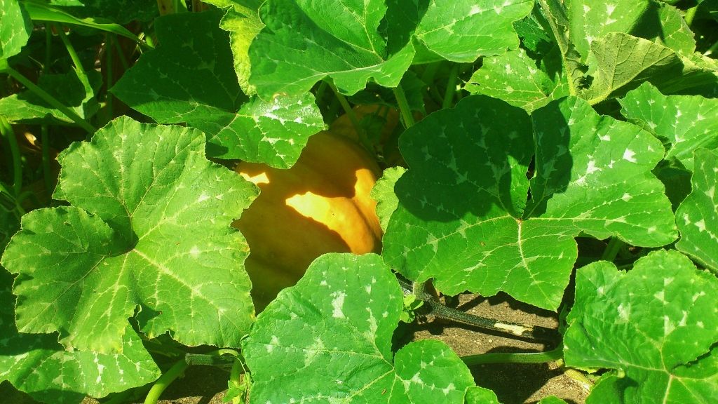 Kürbis, Kürbisse, Kürbisgewächse, Wildkürbis, Kürbisbeet, Mehltau