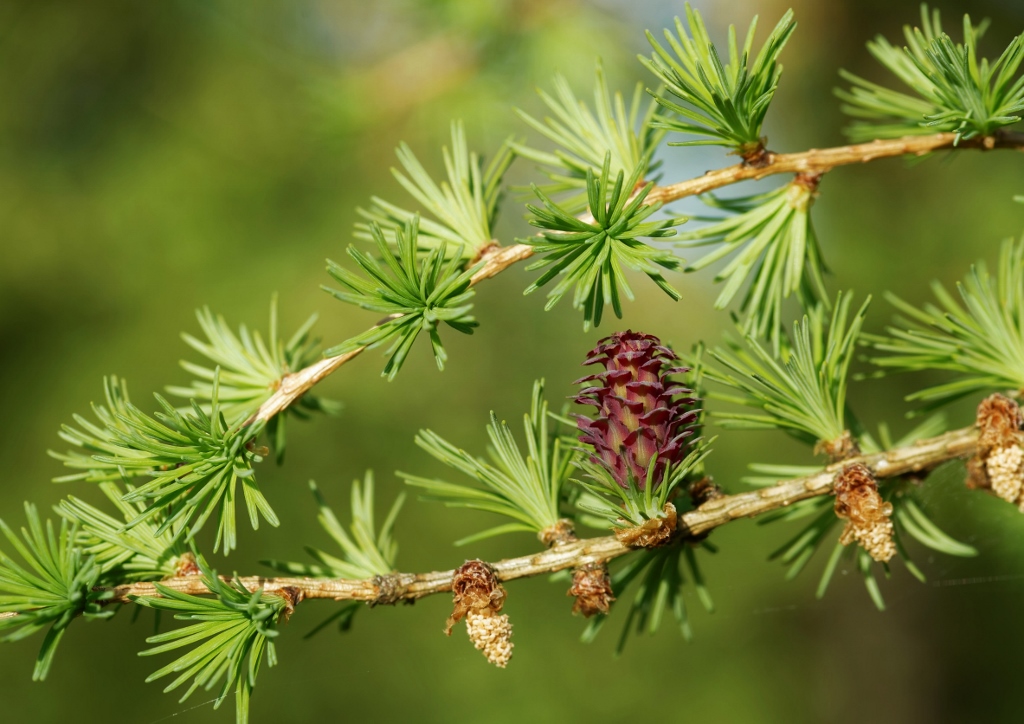 Lärche pflanzen, Lärche, Larix