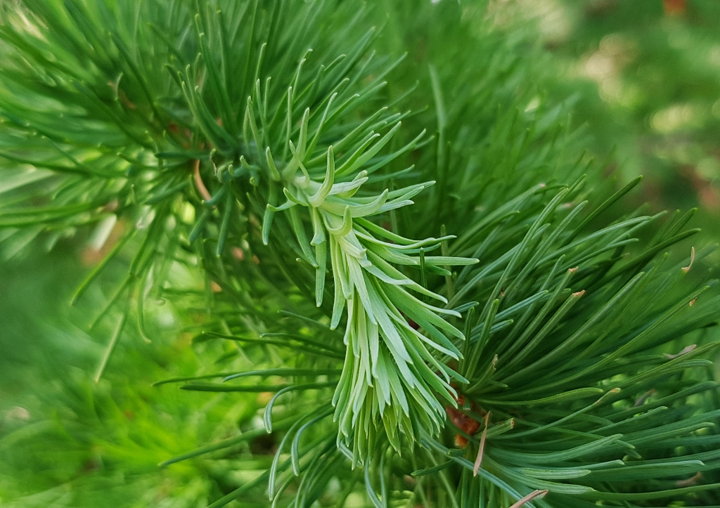 Lärche pflanzen, Lärche, Larix, Japanische Lärche, Larix kaempferi