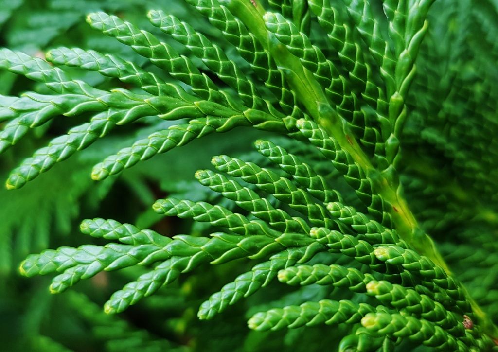 Lebensbaum, Thuja, Abendländischer Lebensbaum, Thuja occidentalis, Glasgow Botanic Garden, Botanischer Garten Glasgow