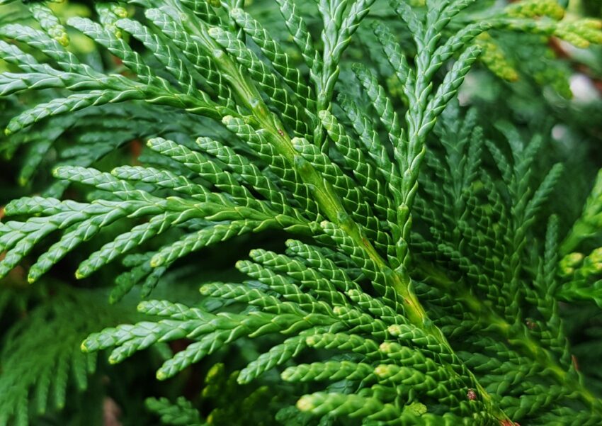 Lebensbaum, Thuja, Abendländischer Lebensbaum, Thuja occidentalis, Glasgow Botanic Garden, Botanischer Garten Glasgow