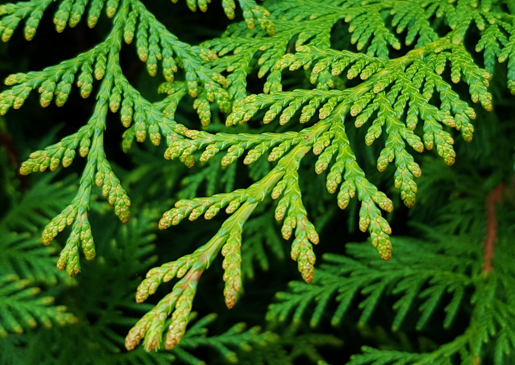 Lebensbaum, Thuja, Abendländischer Lebensbaum, Thuja occidentalis, Glasgow Botanic Garden, Botanischer Garten Glasgow