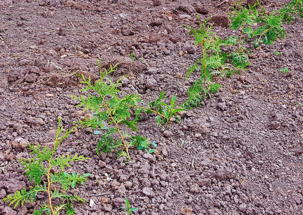 Lebensbaum, Thuja, Abendländischer Lebensbaum, Thuja occidentalis, Glasgow Botanic Garden, Botanischer Garten Glasgow