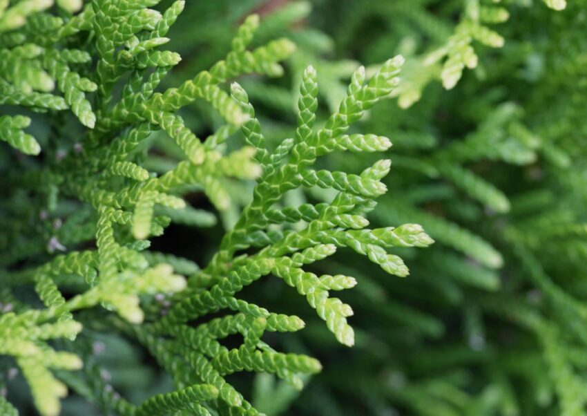 Zypressengewächse, Cupressaceae, Zypressengewächs, Zypressengewächs Art, Lebensbaum, Thuja, Abendländischer Lebensbaum, Thuja occidentalis, Glasgow Botanic Garden, Botanischer Garten Glasgow