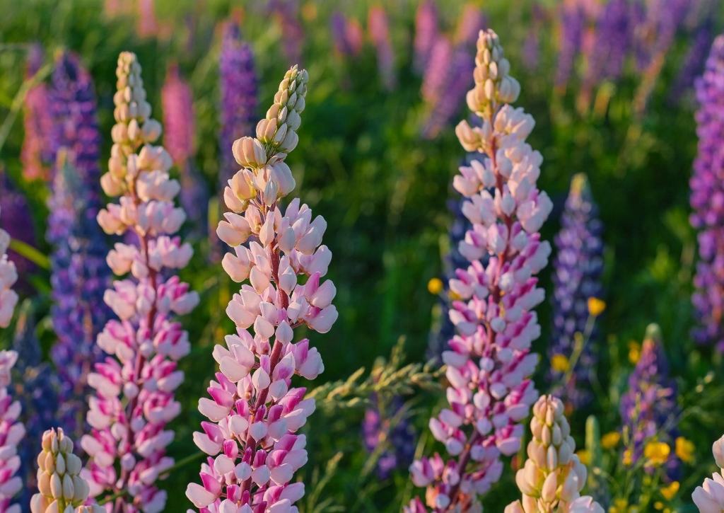 Lupine, Lupinen