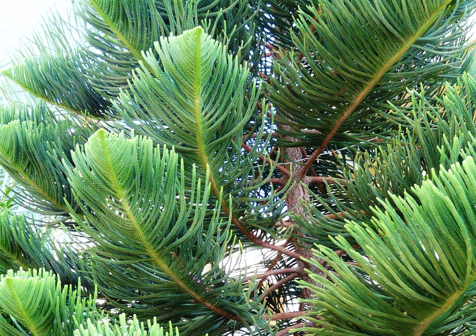 Norfolktanne, Araucaria, Araucaria heterophylla