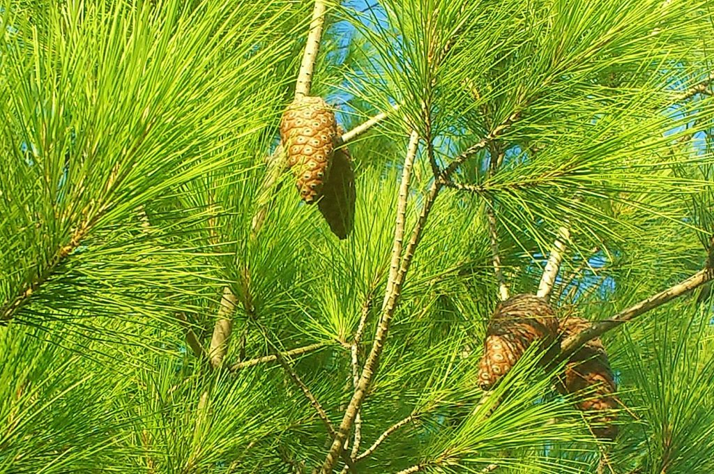 Pinie, Pinus, Pinus pinea