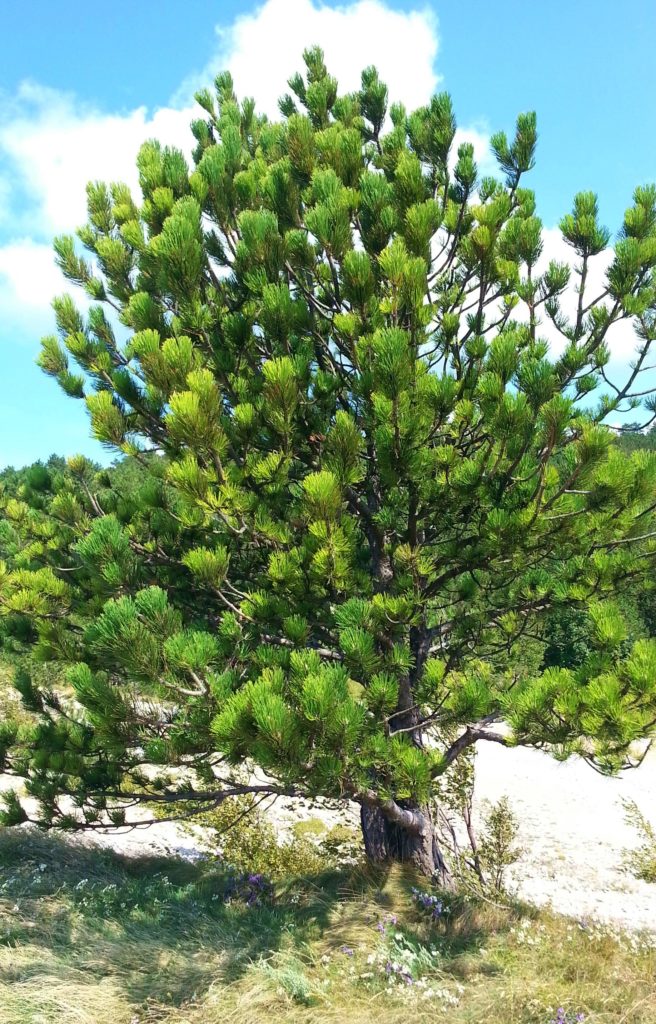 Pinie, Pinus, Pinus pinea, Pinienbaum, Zadar, Kroatien