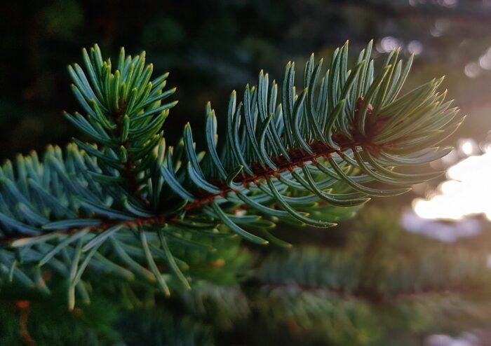 Tanne, Abies, Tannenbaum, Tannennadeln