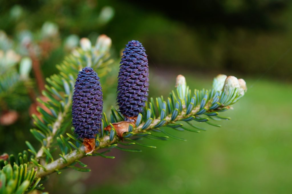 Tanne, Abies, Tannenbaum, Tannenzapfen, Tannennadeln