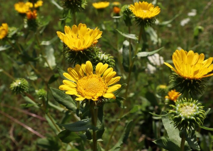Grindelie, Grindelia, Grindelia squarrosa