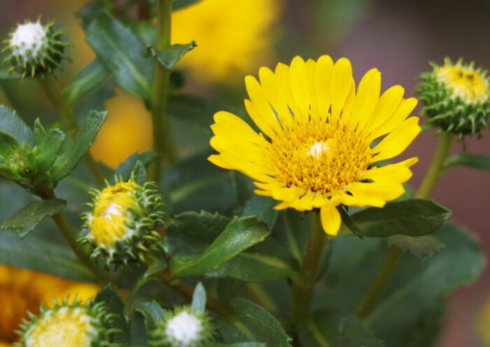 Grindelie, Grindelia, Grindelia robusta