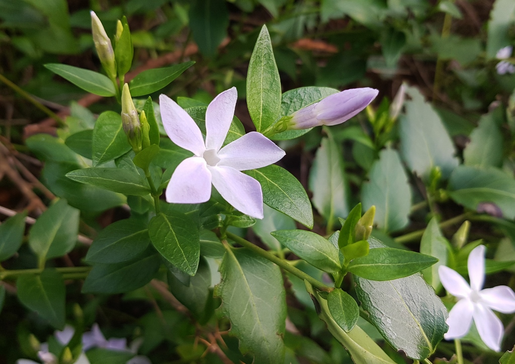 Immergrün, Mittleres Immergrün, Vinca, Vinca difformis