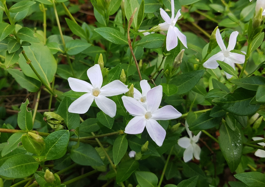 Immergrün, Mittleres Immergrün, Vinca, Vinca difformis