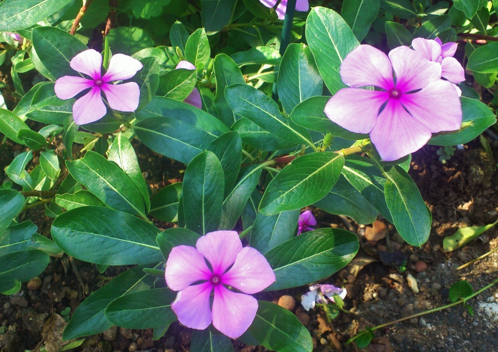 Immergrün, Zimmerimmergrün, Madagaskar-Immergrün, Vinca, Vinca rosea, Catharanthus roseus