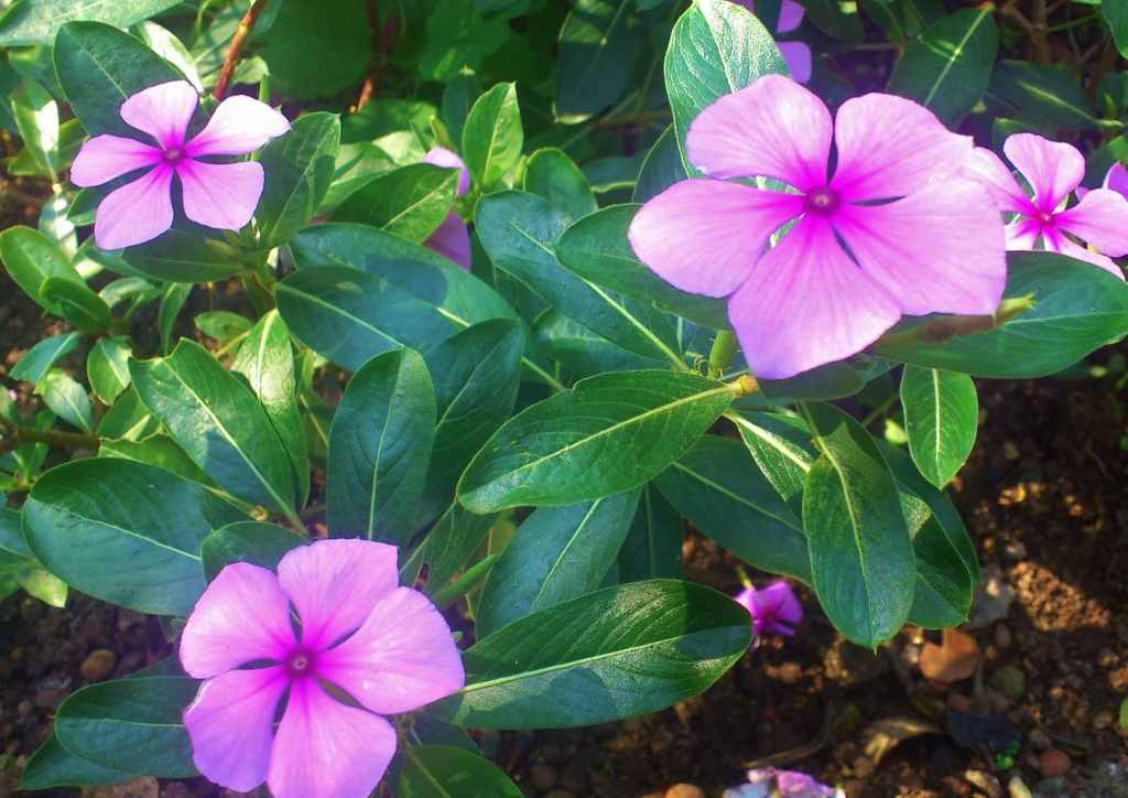 Immergrün, Zimmerimmergrün, Madagaskar-Immergrün, Vinca, Vinca rosea, Catharanthus roseus