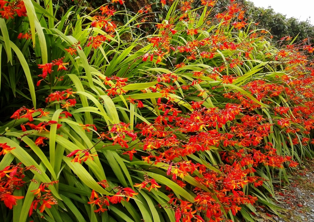 Montbretie, Montbretien, Gold-Montbretie, Crocosmia, Crocosmia aurea