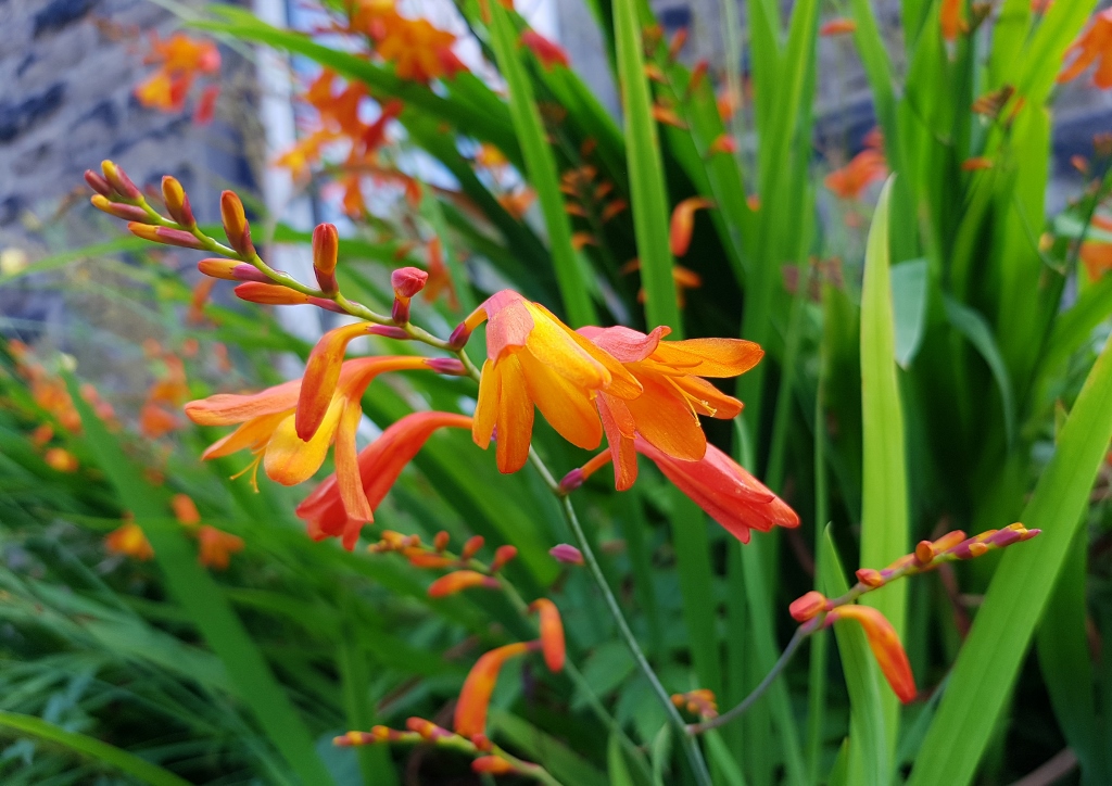 Montbretie, Montbretien, Gold-Montbretie, Crocosmia, Crocosmia aurea