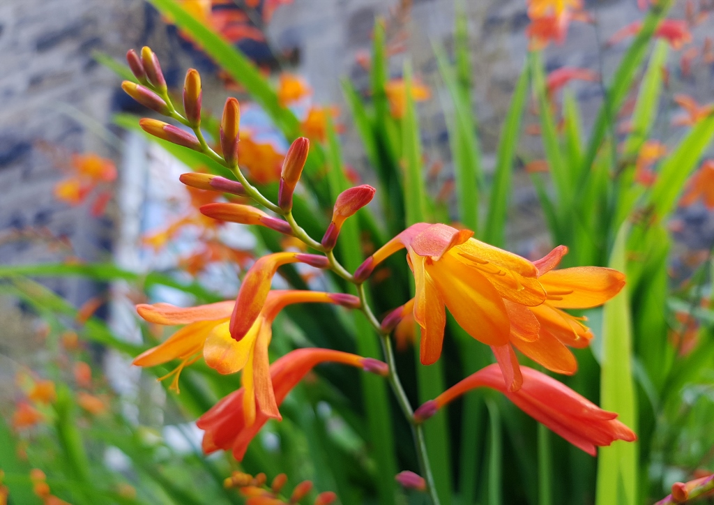 Montbretie pflanzen, Montbretie, Montbretien, Gold-Montbretie, Crocosmia, Crocosmia aurea