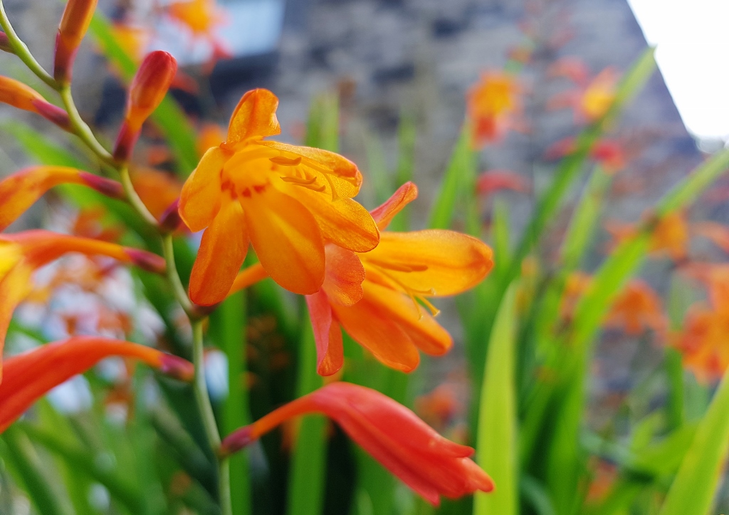 Montbretie pflanzen, Montbretie, Montbretien, Gold-Montbretie, Crocosmia, Crocosmia aurea