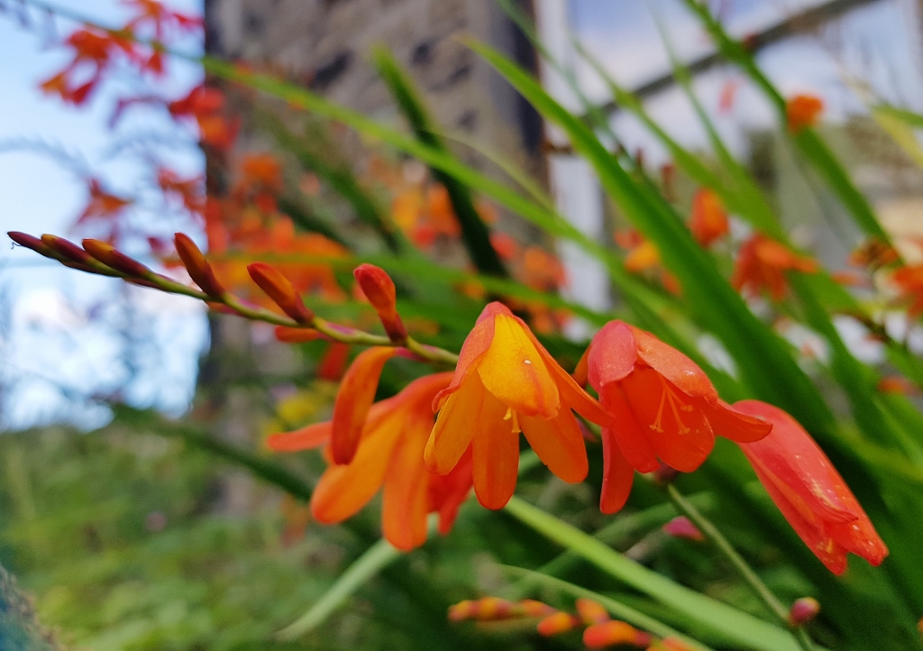 Montbretie, Montbretien, Gold-Montbretie, Crocosmia, Crocosmia aurea