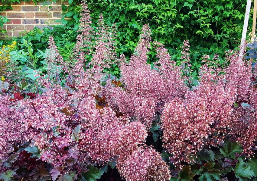 Purpurglöckchen, Silberglöckchen, Heuchera, Heuchera micrantha, Chocolate Ruffles