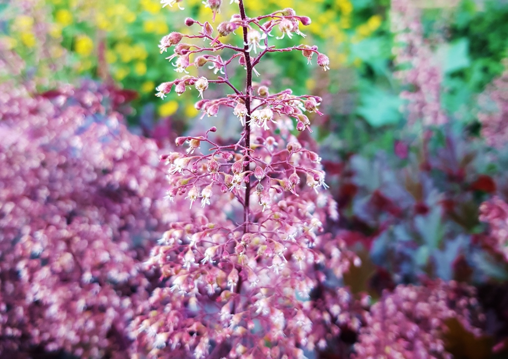 Purpurglöckchen, Silberglöckchen, Heuchera, Heuchera micrantha, Chocolate Ruffles