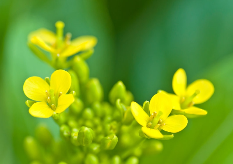 Kreuzblütengewächse, Senf, Senfpflanzen, Brassica nigra, Brassica juncea, Sinapis alba