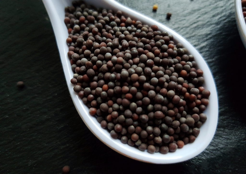 Senf, Senfkörner, Schwarzer Senf, Brassica nigra