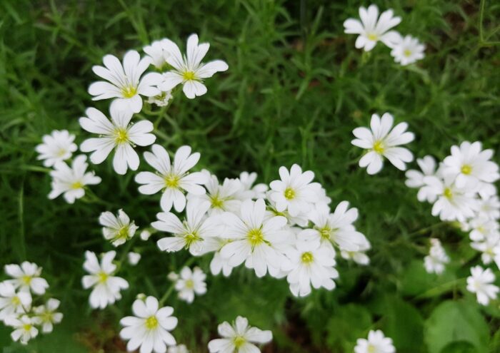 Sternmiere, Vogelmiere, Stellaria, Stellaria holostea