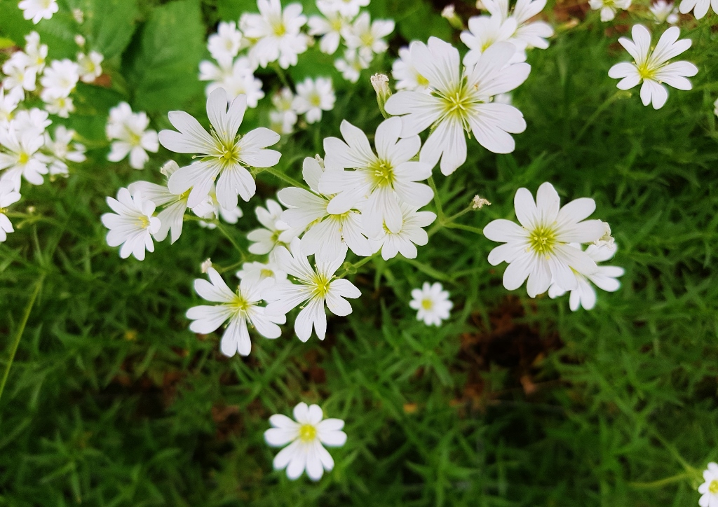 Sternmiere, Vogelmiere, Stellaria, Stellaria holostea