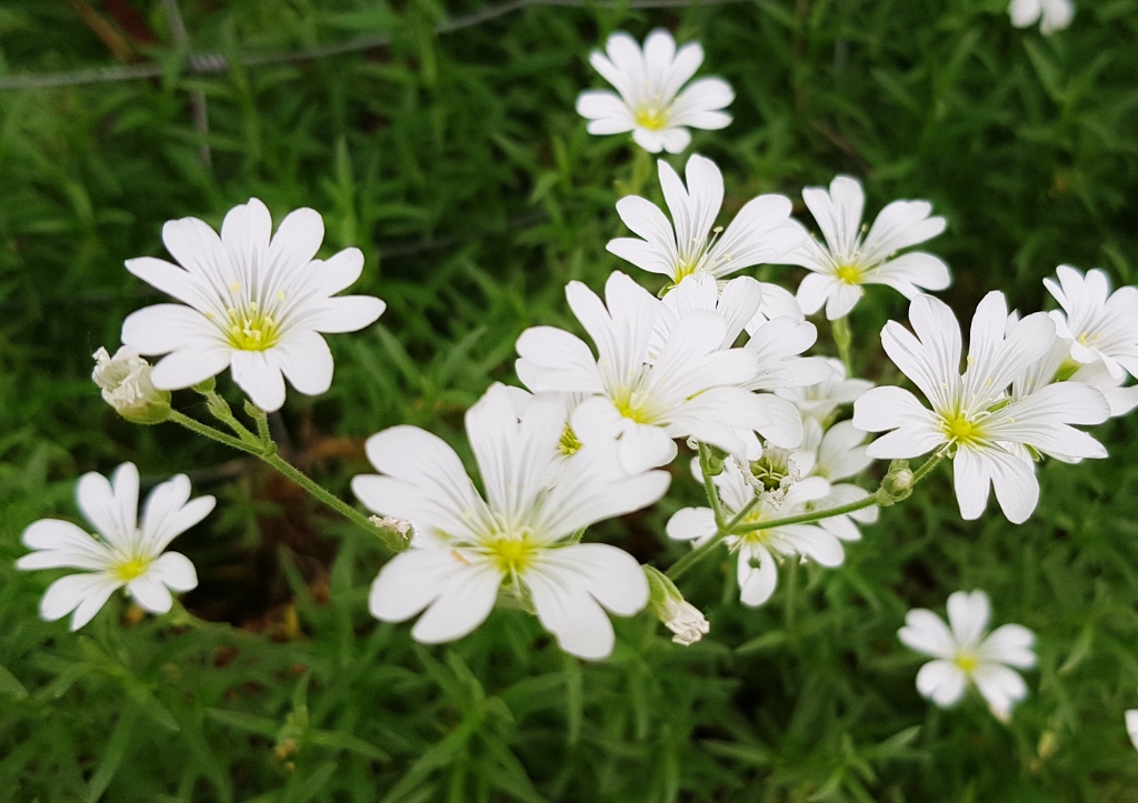 Sternmiere, Vogelmiere, Stellaria, Stellaria holostea