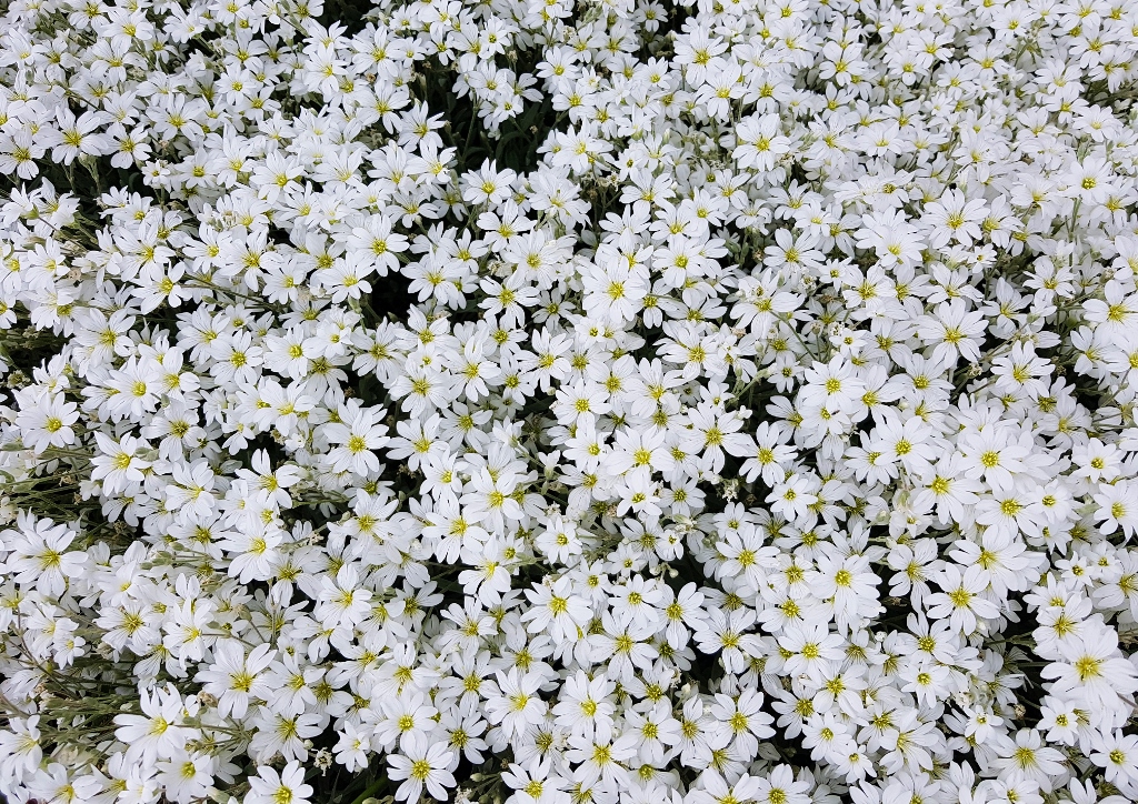 Sternmiere, Vogelmiere, Stellaria, Stellaria holostea