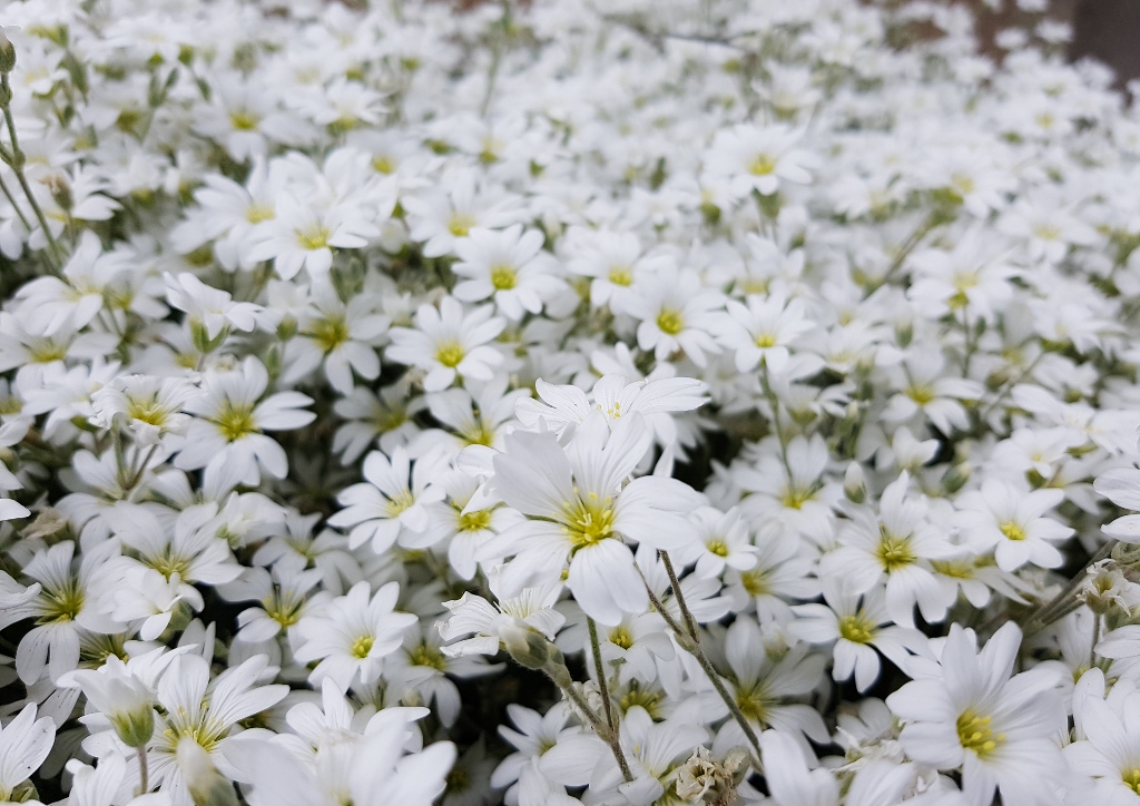 Sternmiere, Vogelmiere, Stellaria, Stellaria holostea