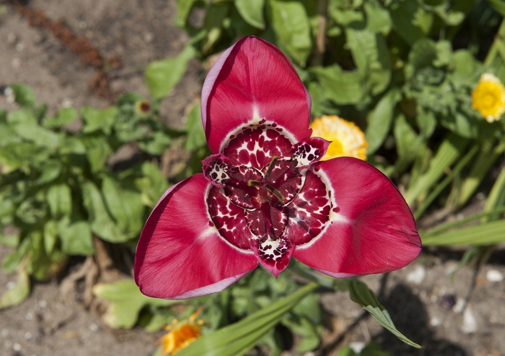 Echte Tigerblume, Tigerblume, Tigridia pavonia, Lilacea
