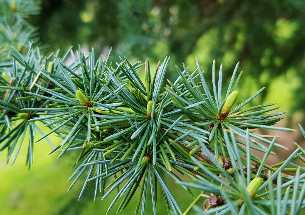 Zeder, Cedrus, Libanon-Zeder, Cedrus libani